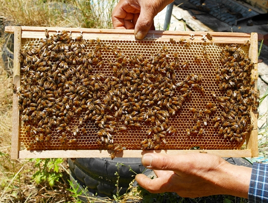 벌집에 다닥다닥 붙어 자신의 임무를 수행하는 꿀벌들
