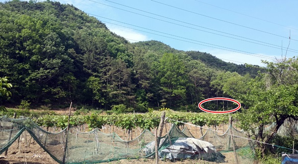 대전 산내 골령골 내  5번째 유해매장 추정지(붉은 원안)