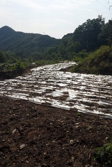 대전 산내 골령골 내  5 유해매장추정지가 사라져 농지로 변했다.