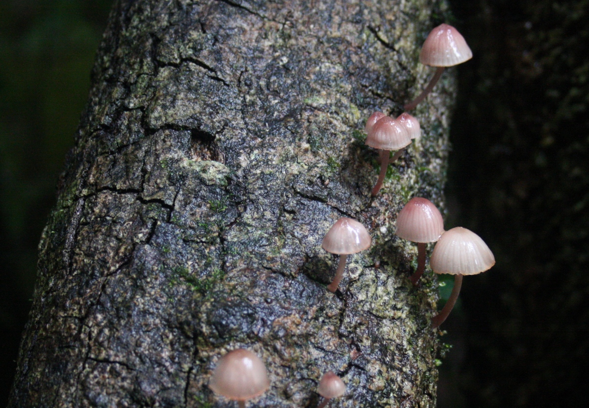 산책길에서 만난 귀여운 버섯
