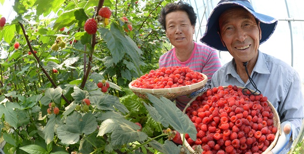  거창 임불마을 정수진(75)씨 부부가 시설하우스에서 산딸기를 수확하고 있다.