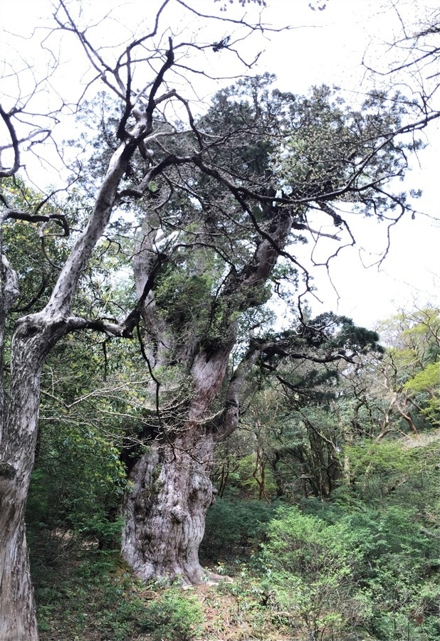 7200년 된 삼나무 조몬스기