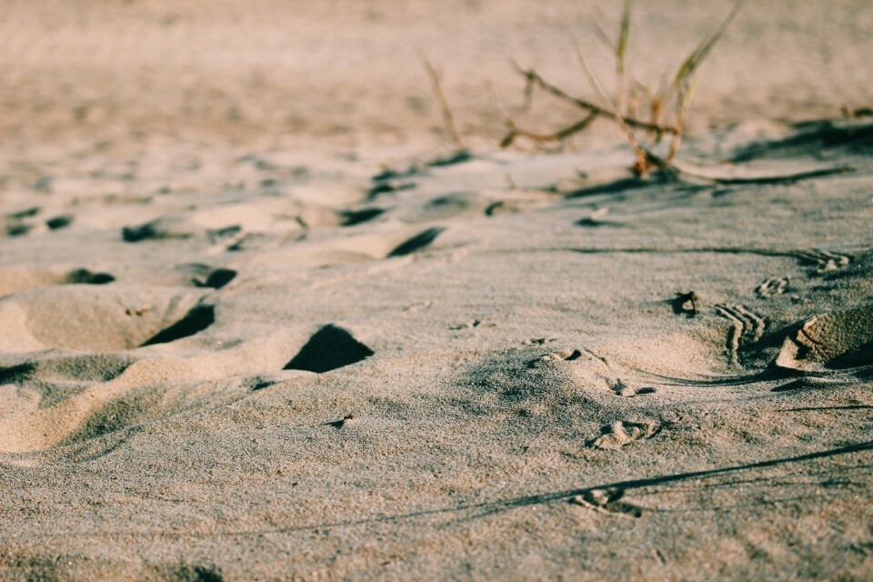 고운모래 위 발자국 모습