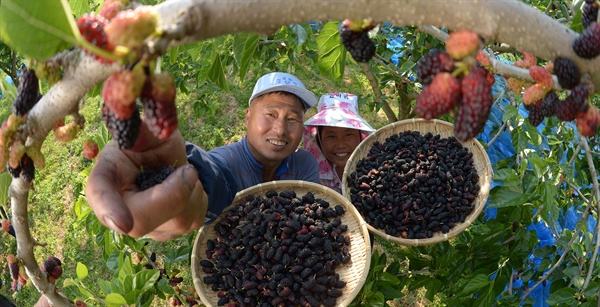 경남 거창 마리면 순이농원에서 최정구(54)씨 부부가 검붉게 익은 오디를 수확하고 있다.