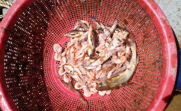 3일 낙동강 밀양 수산다리에서 한 어민이 설치한 그물에서 새우를 포함한 어류들이 죽은 채 올라왔다.