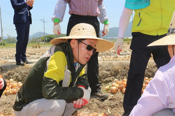 홍준표 경남지사는 4일 고향인 창녕에서 양파 수확을 돕는 농촌일손돕기를 벌였다.