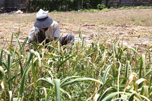고흥 장자마을에 사는 송금자 할머니가 지난 5월 27일 밭에서 마늘을 수확하고 있다. 밭이 장자마을회관 바로 앞에 자리하고 있다.