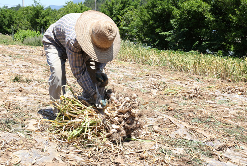 고흥 장자마을에 사는 이재석 할아버지가 지난 5월 27일 밭에서 마늘단을 묶고 있다. 초여름 무더위가 기승을 부리던 날이다.