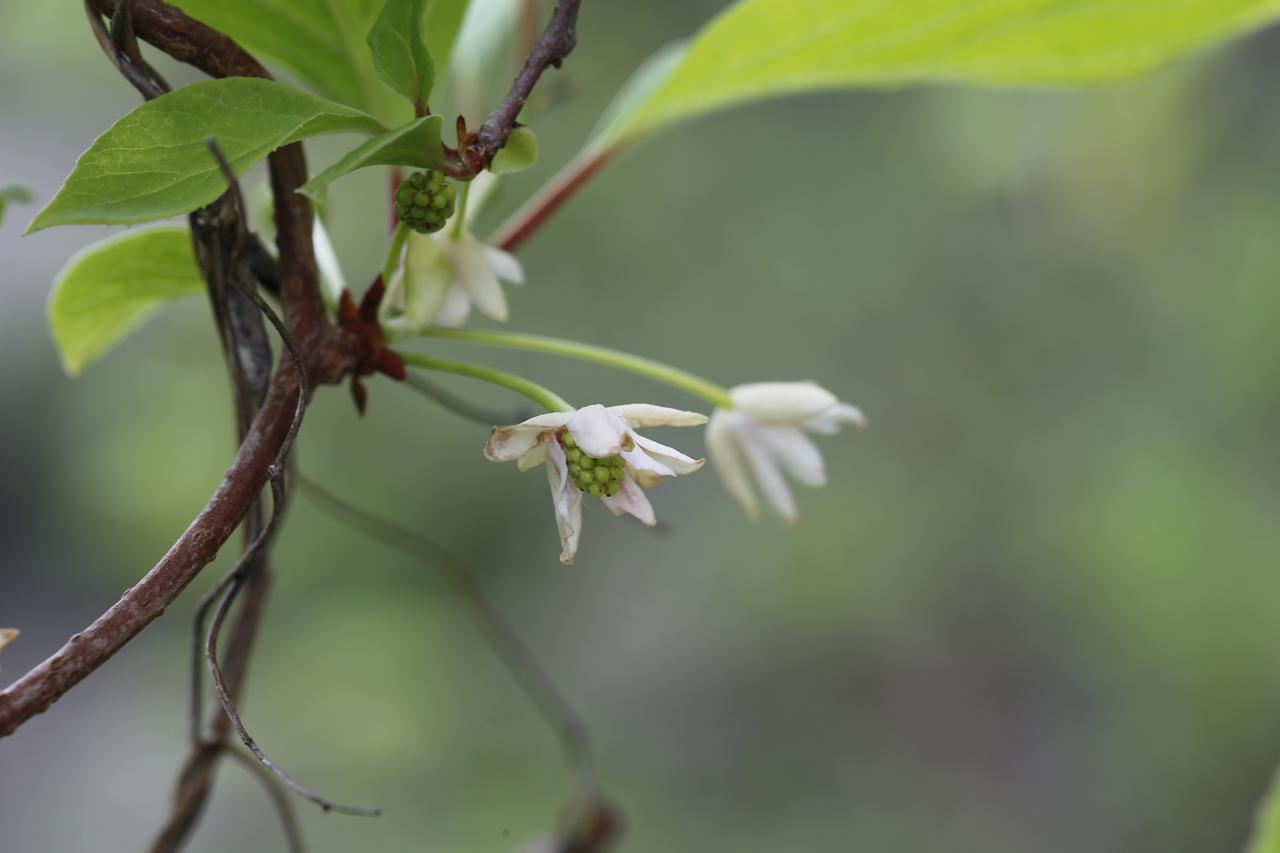 하얀 오미자꽃이 하나 둘 시들어갈 무렵 (5월 19일), 송글송글 작은 열매들이 맺히기 시작한다.