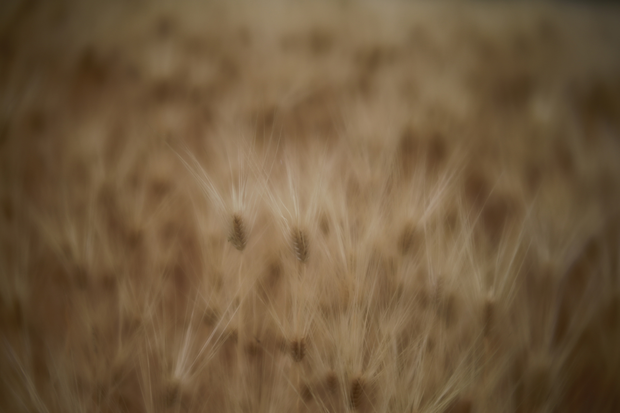 렌즈베이비 조리개 1.6으로 담은 보리밭의 모습이 몽환적으로 느껴진다.
