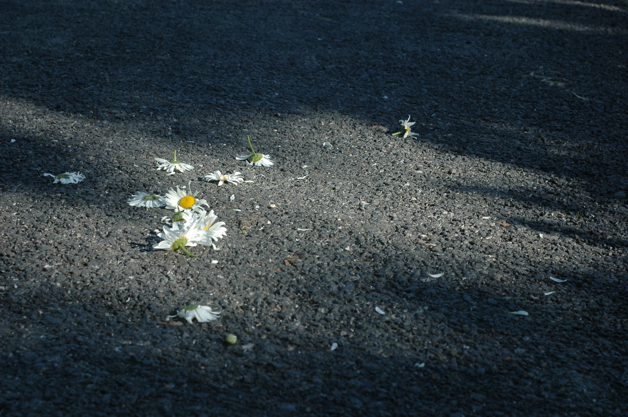 길거리에 누군가 꽃을 뿌려 놓았다.