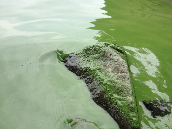 낙동강 달성보 상류인 고령교 아래에 녹조가 마치 녹색 물감을 뿌려놓은 거서럼 발생해 있다.
