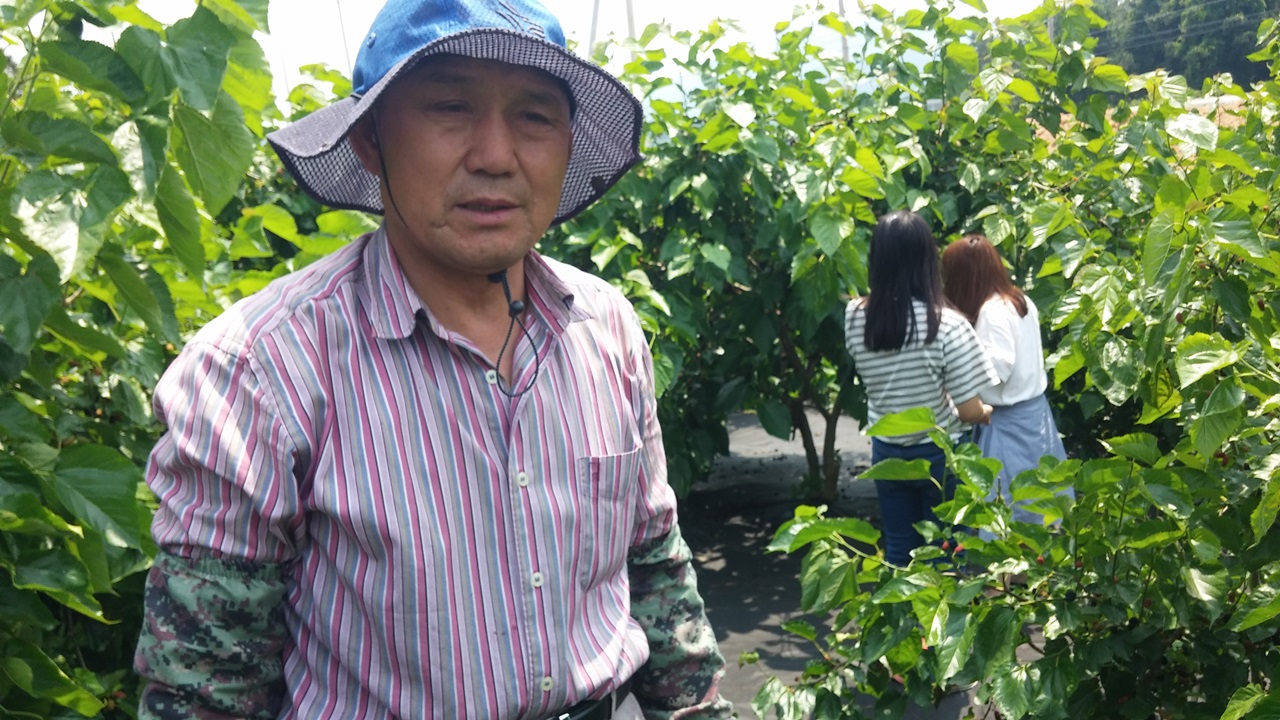 오디농사를 짓고 있는 김도수(67)씨는 한약방을 운영하다 3년 전 약방을 그만둔 후 소일거리로 오디를 심었다. 그 재미에 빠져 지금은 600평 규모로 농장을 키웠다.
