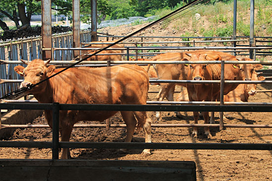 가축들도 식수 부족으로 고생하고 있다.