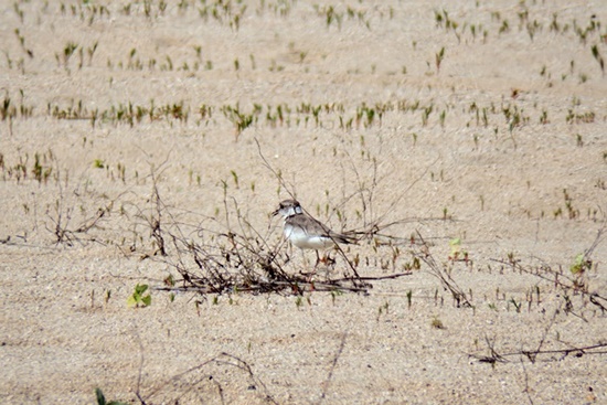 멸종위기 2급종 흰목물떼새. 알 주변을 경계의 눈초리로 바라보고 있다