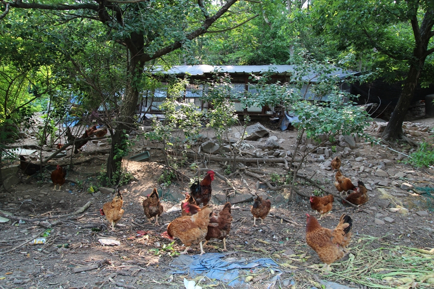  이집 촌닭은 놓아먹이기에 닭이 실하고 큼지막하다. 

