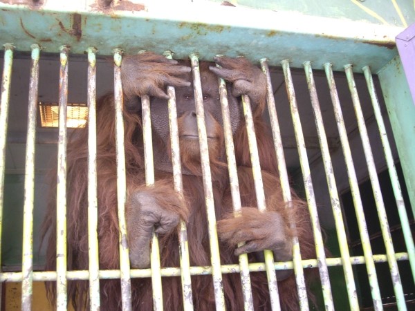 2012년 만났던 오랑우탄 우탄이