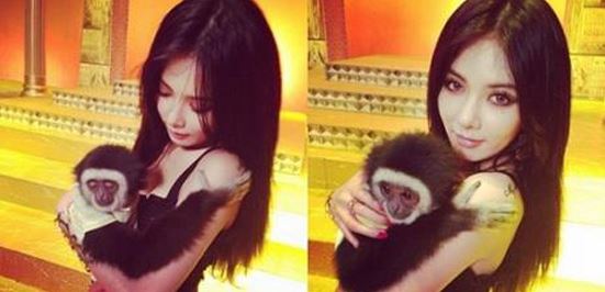 유명 가수의 뮤직비디오에 등장했던 긴팔원숭이