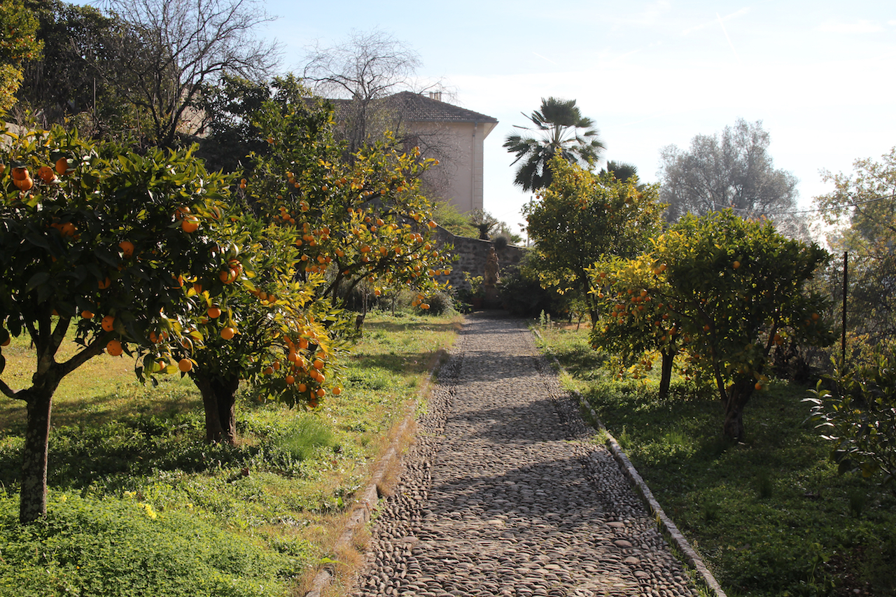 생폴드방스의 도미니코 수녀회 마당 곳곳에 있던 오렌지 나무들