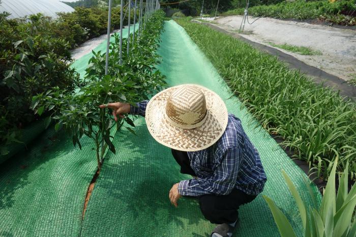     전해수농법으로 재배하는 유기농고추 가능합니다
