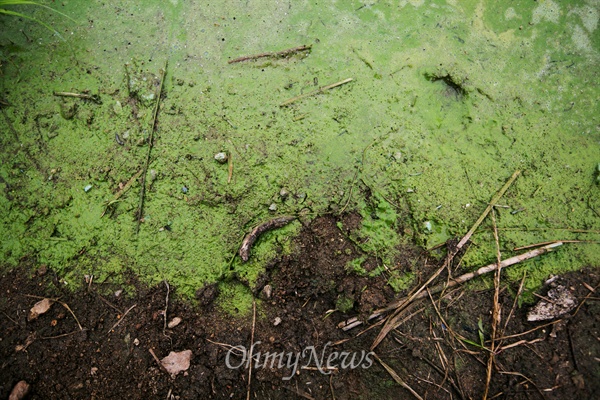 지난 6월 24일 오후 충남 서천군 연꽃단지 인근 금강에 발생한 녹조.