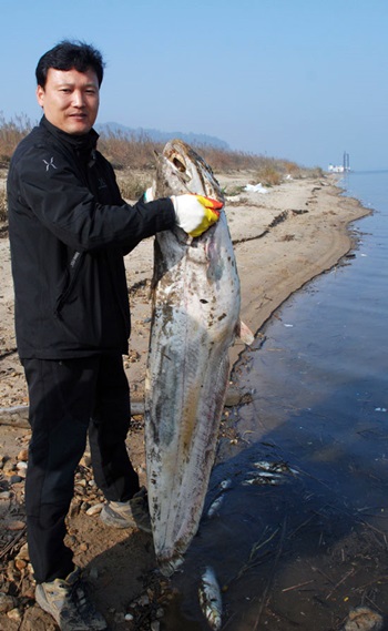 지난 2013년 충남 부여군 장하리에서 폐사 상태로 발견된 대형 메기(길이 136.5cm). 유진수 금강을지키는사람들 운영위원장이 죽은 물고기를 들고 있다. 
