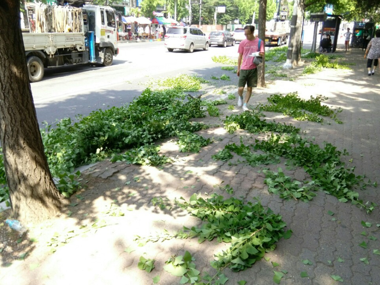 인도에 행인들이 다니고 있음에도 곳곳에 떨어진 가지들이 놓여있다. 자칫 안전사고로 이어질 수 있는 아찔한 장면이 종종 보였다. 