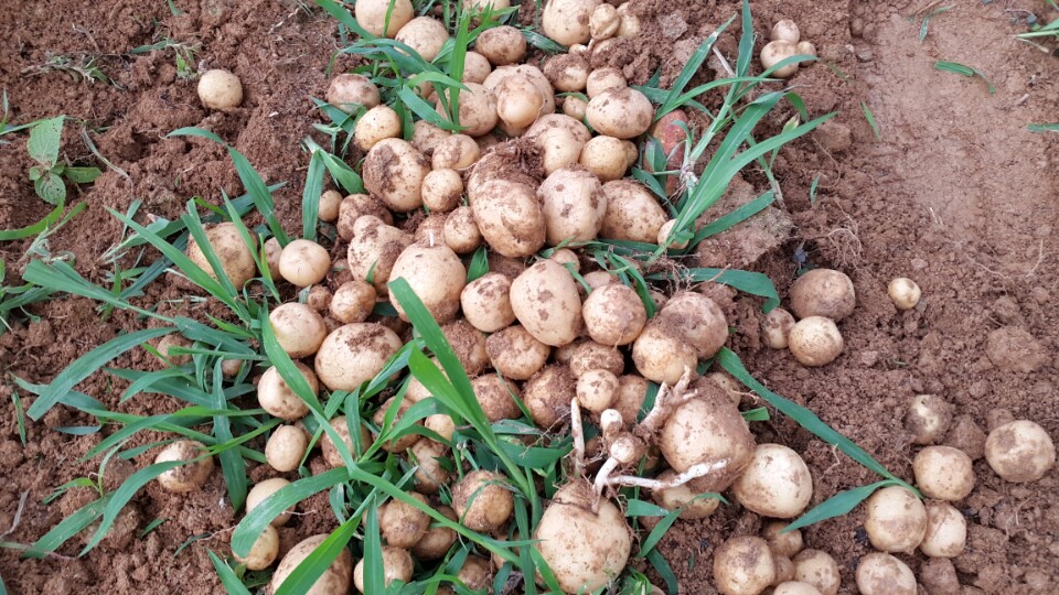 작은 밭에서 수확한 감자의 알이 작다