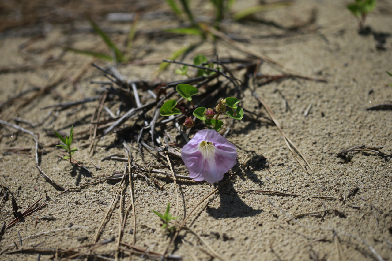 뜨거운 뙤약볕, 모래사막에서도 마침내 당당하게 꽃을 피웠다.