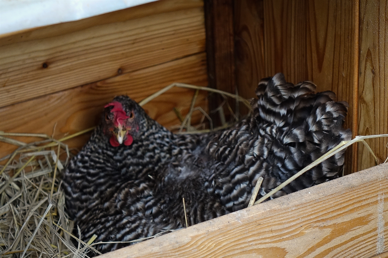 처음에는 10개의 알을 넣었는데 알 품은 닭이 모이를 먹으러 나온 사이에 다른 닭이 들어가서 3개를 낳았다. 