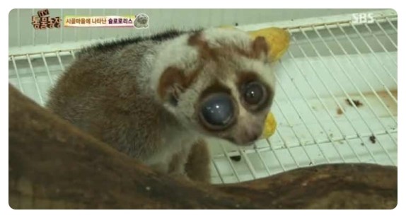 2014년 SBS 'TV동물농장'에 방영된 슬로로리스. 백내장에 걸린 채로 유기되었다. 