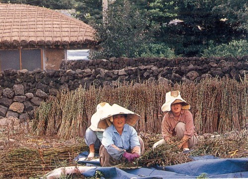 바쁜 일손을 놀리는 제주 여인들.