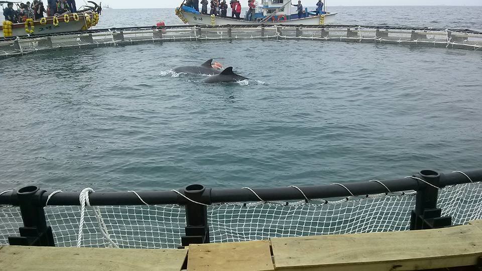 자연적응 훈련을 위해 고향 바다로 이송된 돌고래 태산이와 복순이가 가두리 안에서 힘차게 헤엄치는 모습입니다.