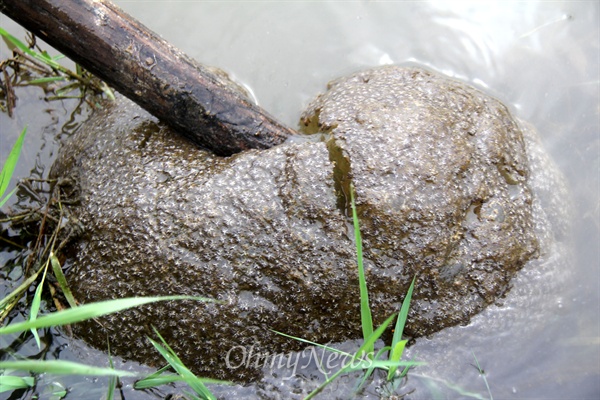 4일 큰빗이끼벌레가 철새도래지인 창원 주남저수지에서 발견되었다.