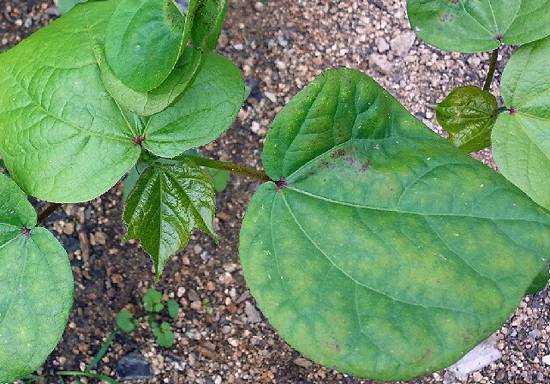 대한민국 사람 중 이것이 무엇의 잎인지 아는 이는 별로 없을 것이다. 답은 본문 안에 있다.