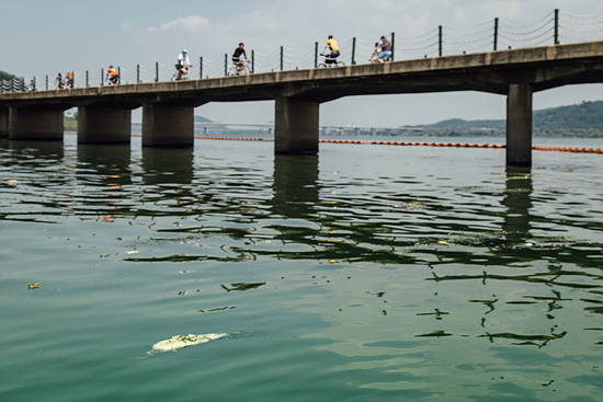 조류경보가 발령된 지 엿새째인 4일 오전 서울 마포구 성산대교 남단 합수부 교량 아래 죽은 물고기가 떠 있다.