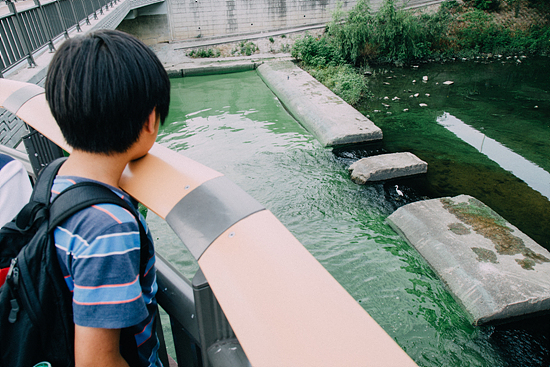 성산대교 북단 홍제천 합수부 인근에서 한 어린이가 짙은 녹색으로 변한 한강 물을 보고 있다.