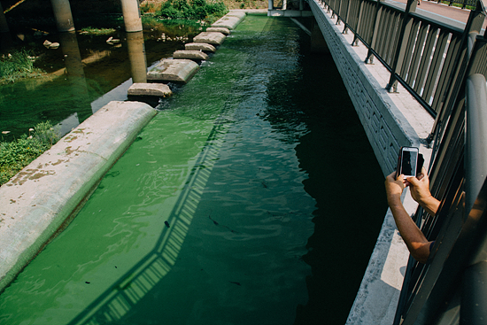  성산대교 북단 홍제천 합수부 인근에서 한 시민이 산책을 멈추고 짙은 녹색으로 변한 한강 물을 촬영하고 있다.