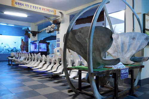 대왕고래의 뼈. 땅끝자연사박물관에 전시돼 있다.