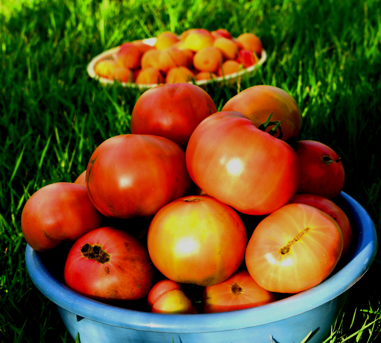 매일매일 한 바구니씩, 바구니에 가들 찬 행복을 주는 토마토