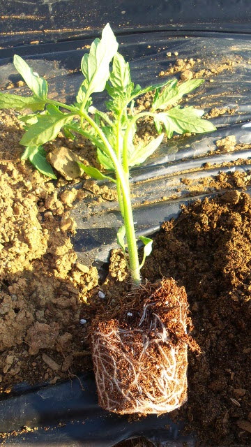 지난 4월 21일 큰 토마토 25본, 방울토마토 5본을 심었다.