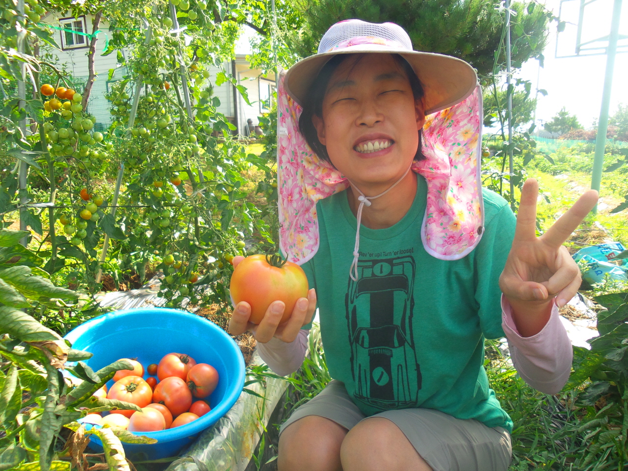 서울 사는 큰 아이가 휴일날 방문하여 토마토를 수확하며 기쁨을 감추지 못하고 있다.