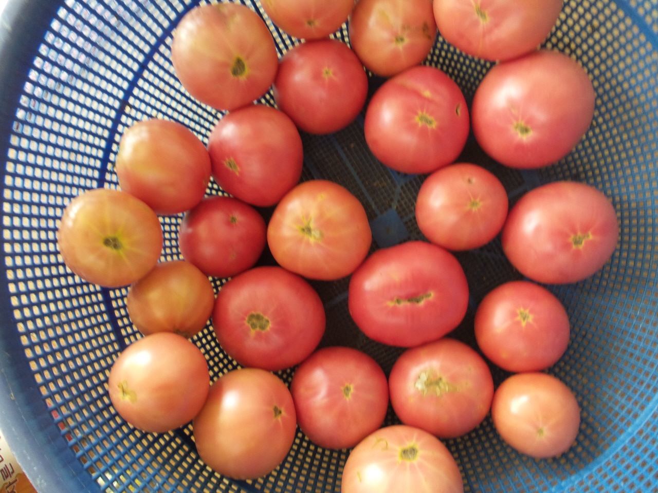 완숙된 토마토 수확. 크기가 거의 비슷하다. 