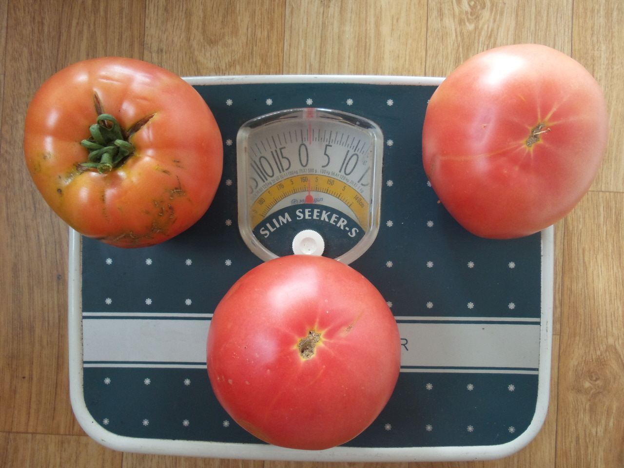 큰 토마토 3개를 저울에 달아보니 1kg이 조금 넘는다. 한 그루에 30여개가 열리니 무게로 따지면 30kg이나 된다. 