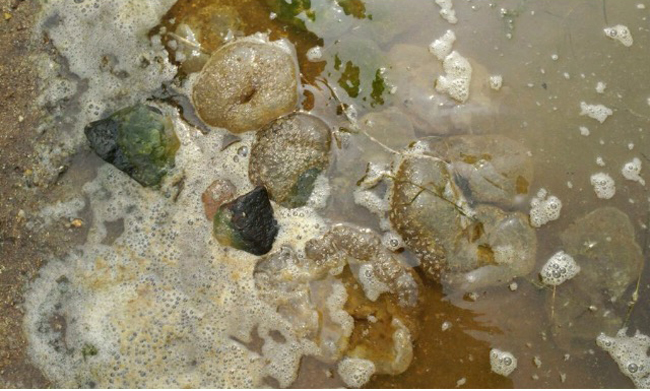 지난 14일 경기환경운동연합이 남한강의 수생태계 모니터링 조사를 실시한 결과 남한강과 금사천이 만나는 합수부 인근에서 다량의 큰빗이끼벌레가 서식하는 것을 발견했다.