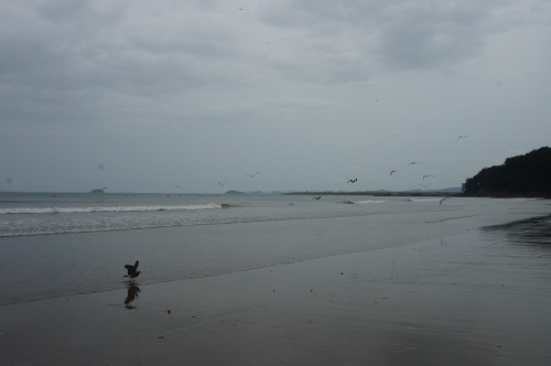 수 십 마리의 바닷가 물새들이 해변 모래밭에 앉아 조개 등 어패류 먹이를 찾다가 하늘을 향해 날아가고 있다. 태풍으로 인해 시꺼멓게 변해버린 잿빛 하늘이 음산함을 드러내고 있다. 