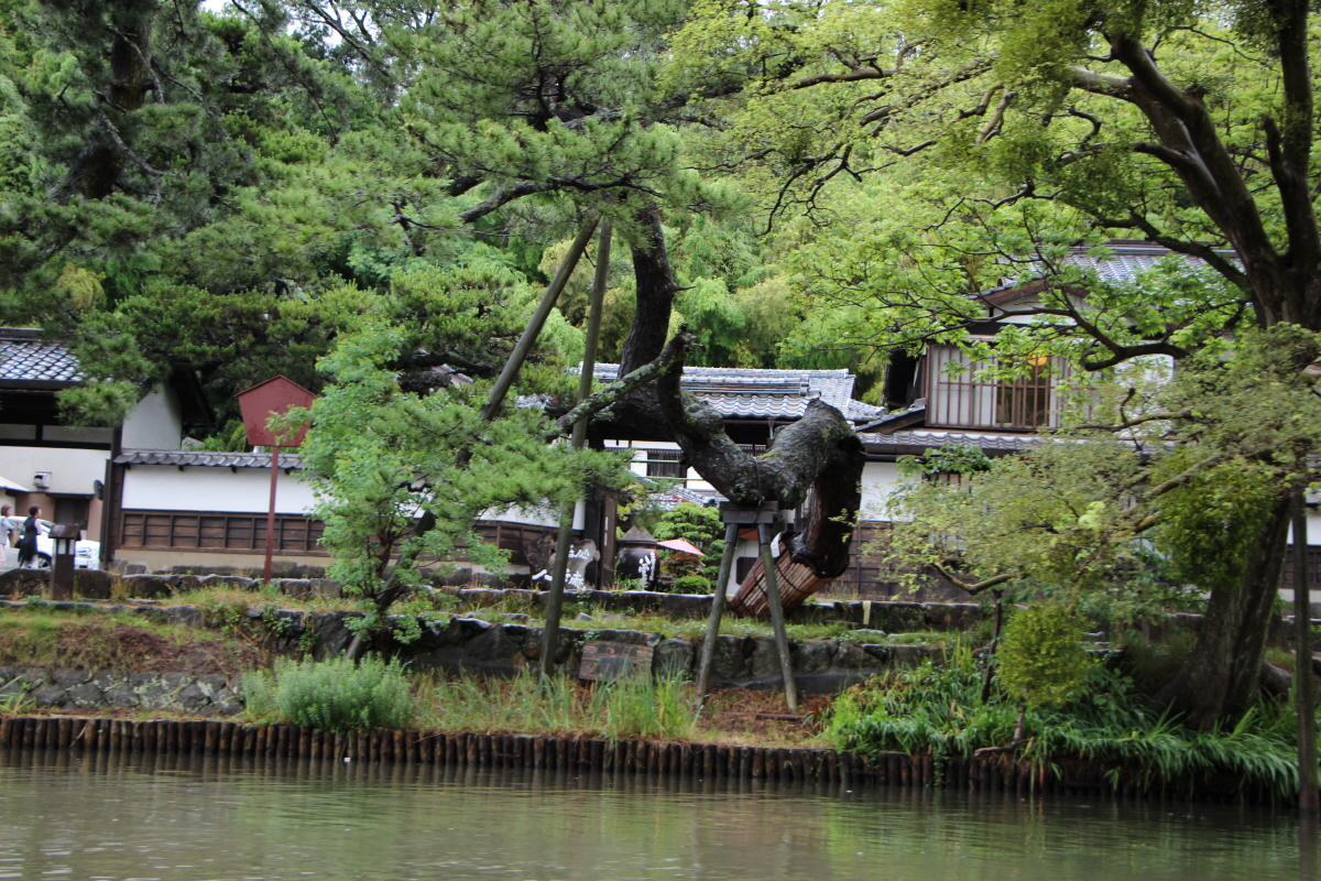 고이즈미 야쿠모 옛집과 소나무