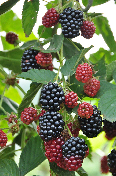 7월 뜨거운 태양볕을 받은 블랙베리 넝쿨에서는 하루 종일 붉은 열매를 까맣게 익혀내고 있다. 