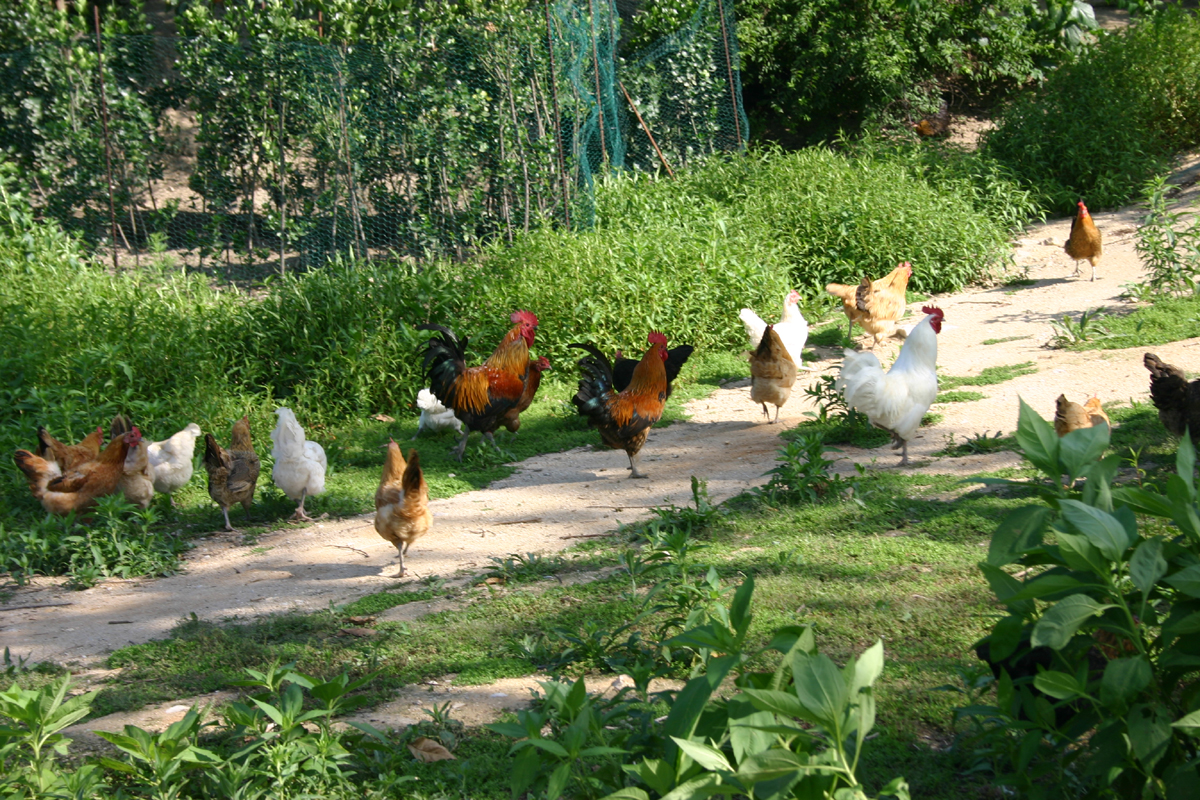 홍일선 시인의 바보 숲 농원 닭님들이 자유롭게 자라고 있다. 이 닭님들이야말로 세상에서 가장 행복한 닭님들이다.