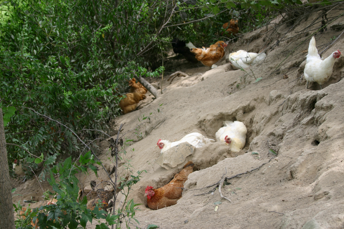 닭님들이 땅에다 둥지를 만들어 흙찜질을 하고 있다. 닭님들의 최상의 피서법이요, 그들 몸에 붙은 벌레를 퇴치하는 방법이기도 하다.
